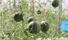 砀山最新吃瓜爆料视频曝光